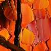 Red Maple - oil impasto orange tree